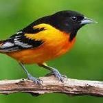 Birds