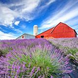 Lavender Hill Farm