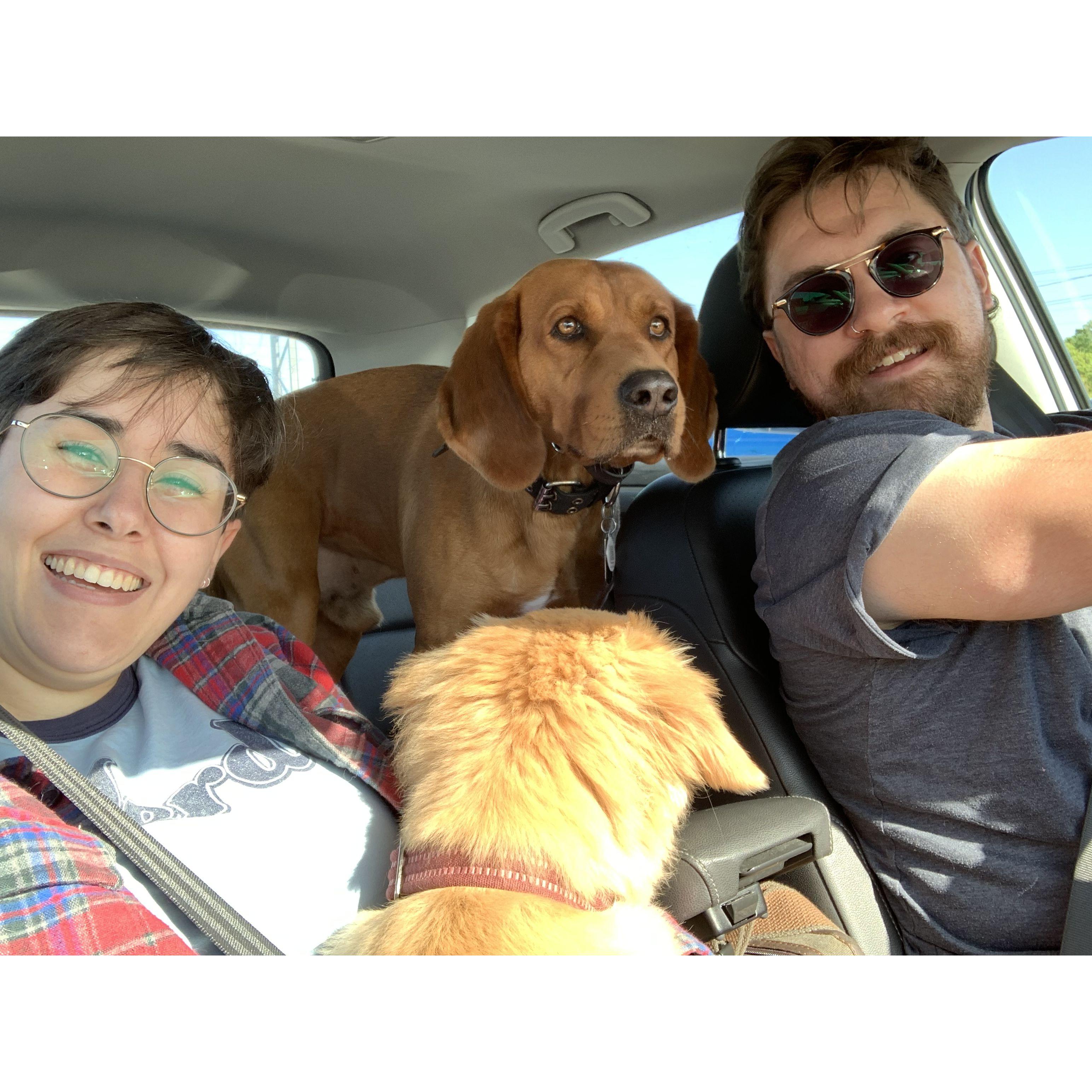 Taking all the dogs to the farm!