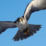 Raptor Hill Falconry