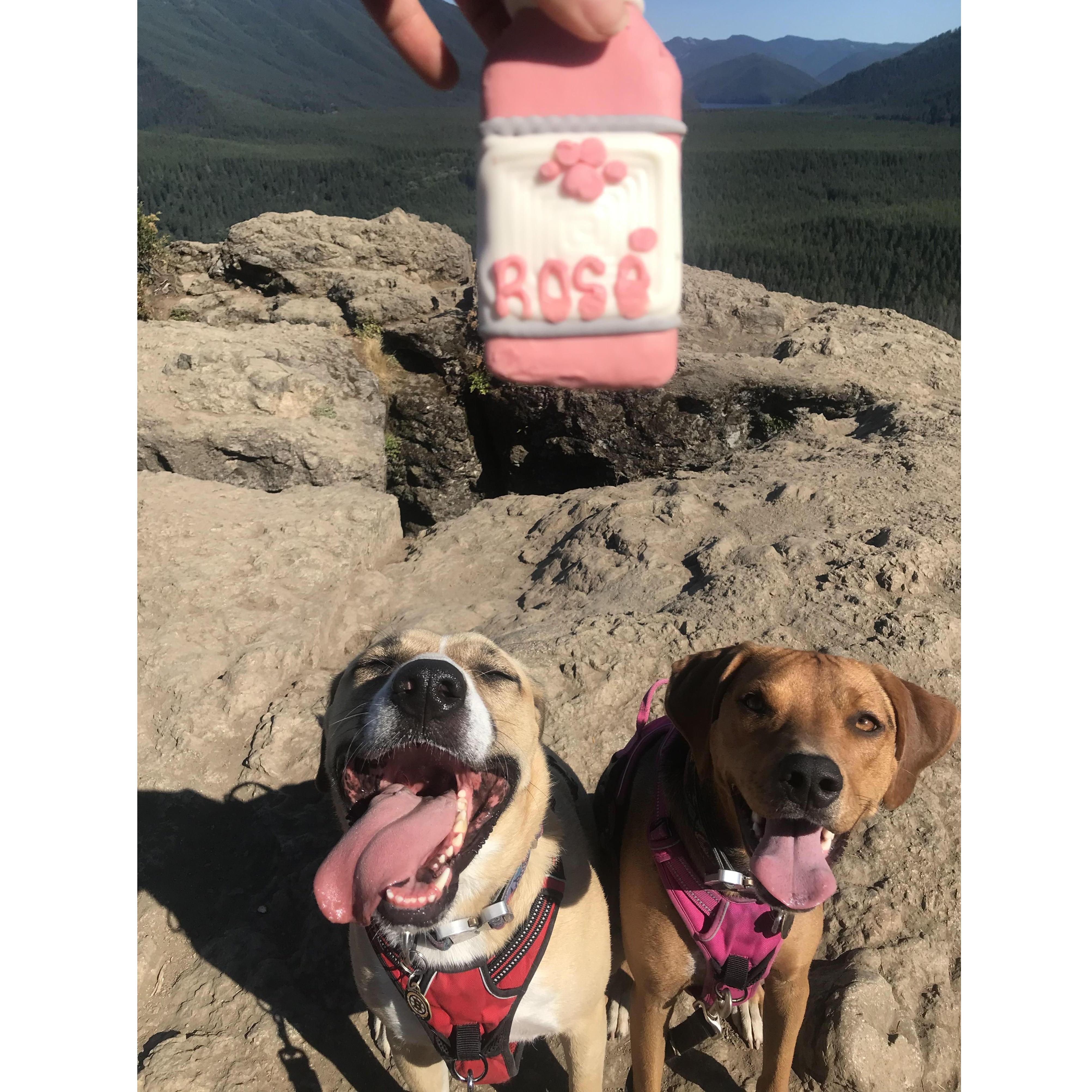 Jack & Luna take on Rattlesnake Ledge Trail in North Bend, WA - rewarded with Rose puppy treats