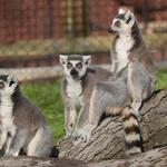 Brandywine Zoo