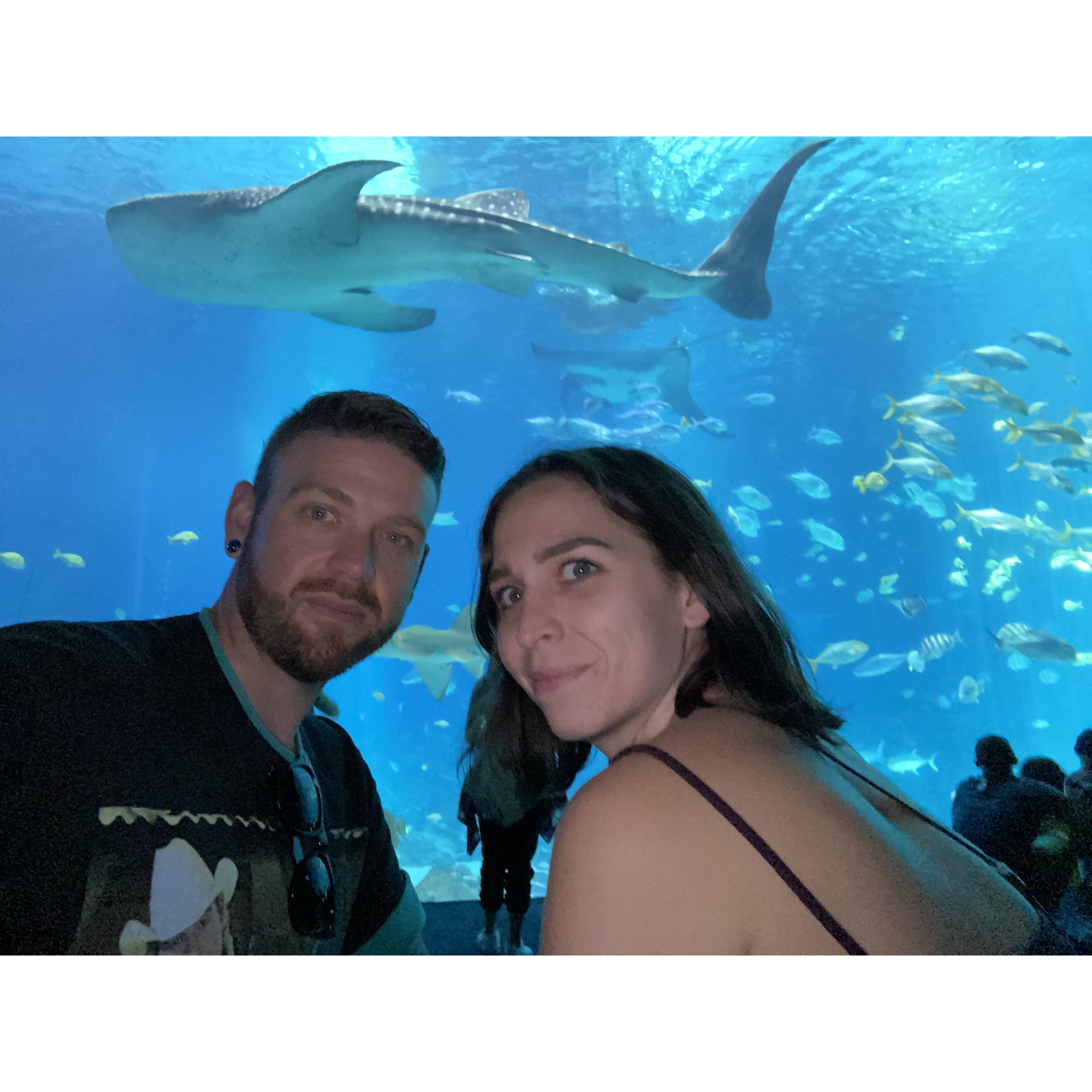 Whale Shark!