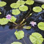 Birmingham Botanical Gardens