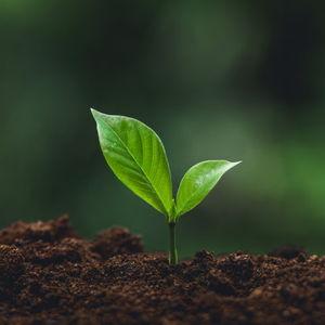 Putting down roots (Tree fund for our future home)