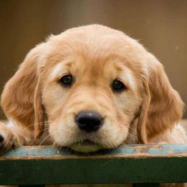 Our New Puppy
