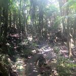 El Yunque Rainforest