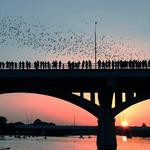 Congress Avenue Bridge