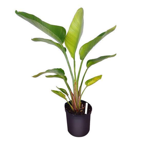 Bird of Paradise!
