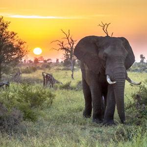 Safari to see the Big Five in Kruger National Park