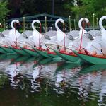 Swan Boats
