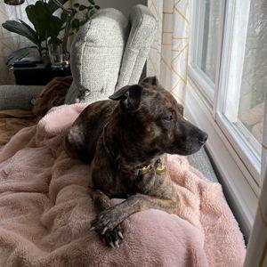 Crunchers and Vet Bills
