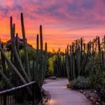 Desert Botanical Garden