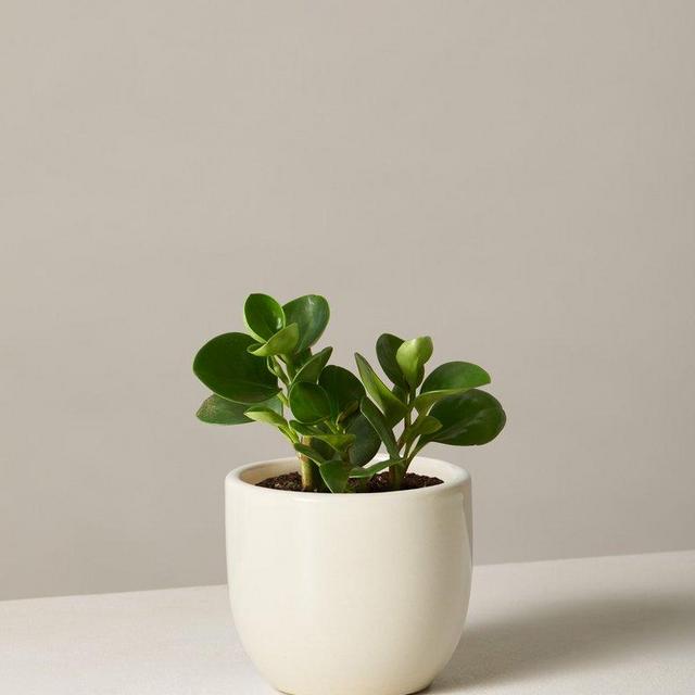 Peperomia Obtusfolia