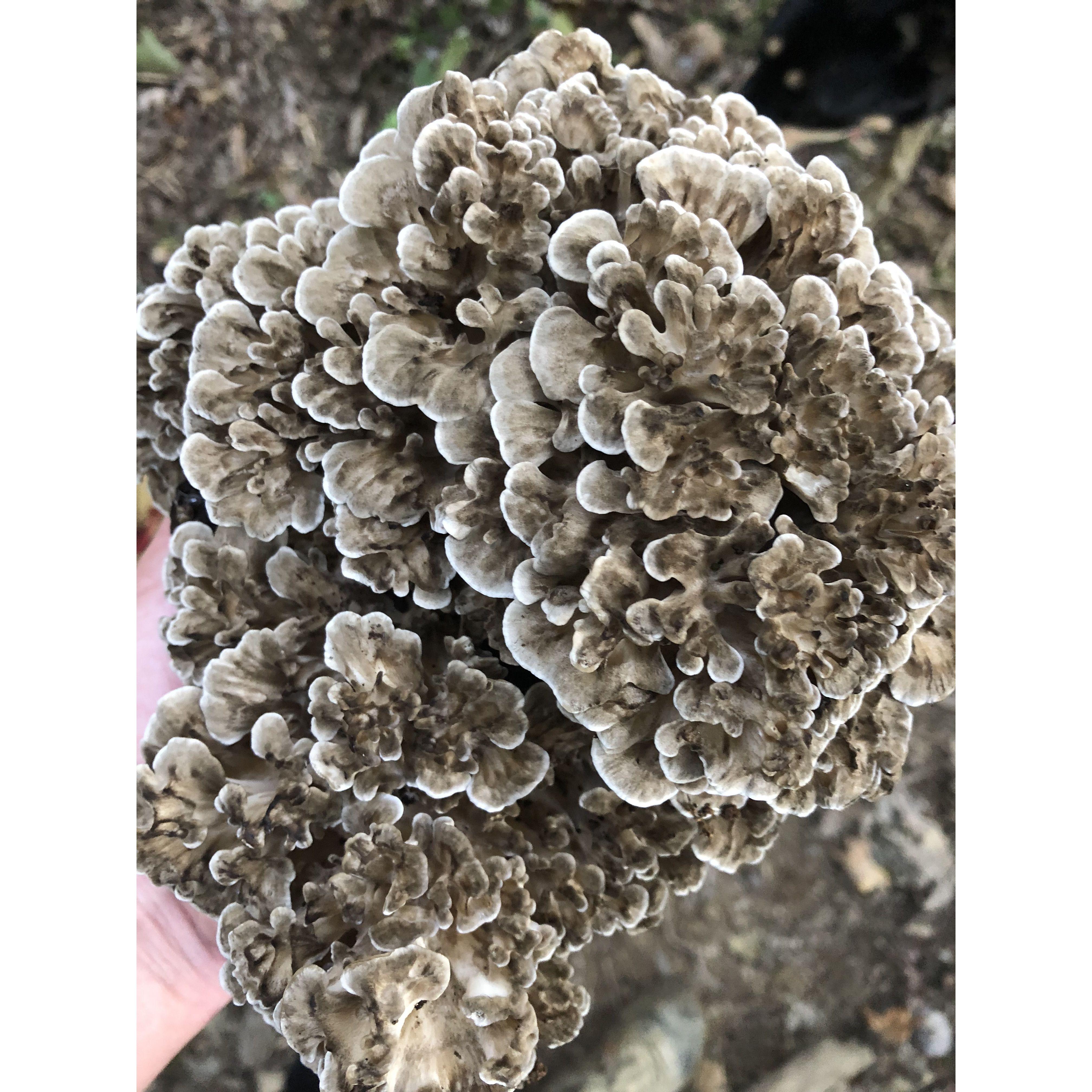 Hen of the Woods