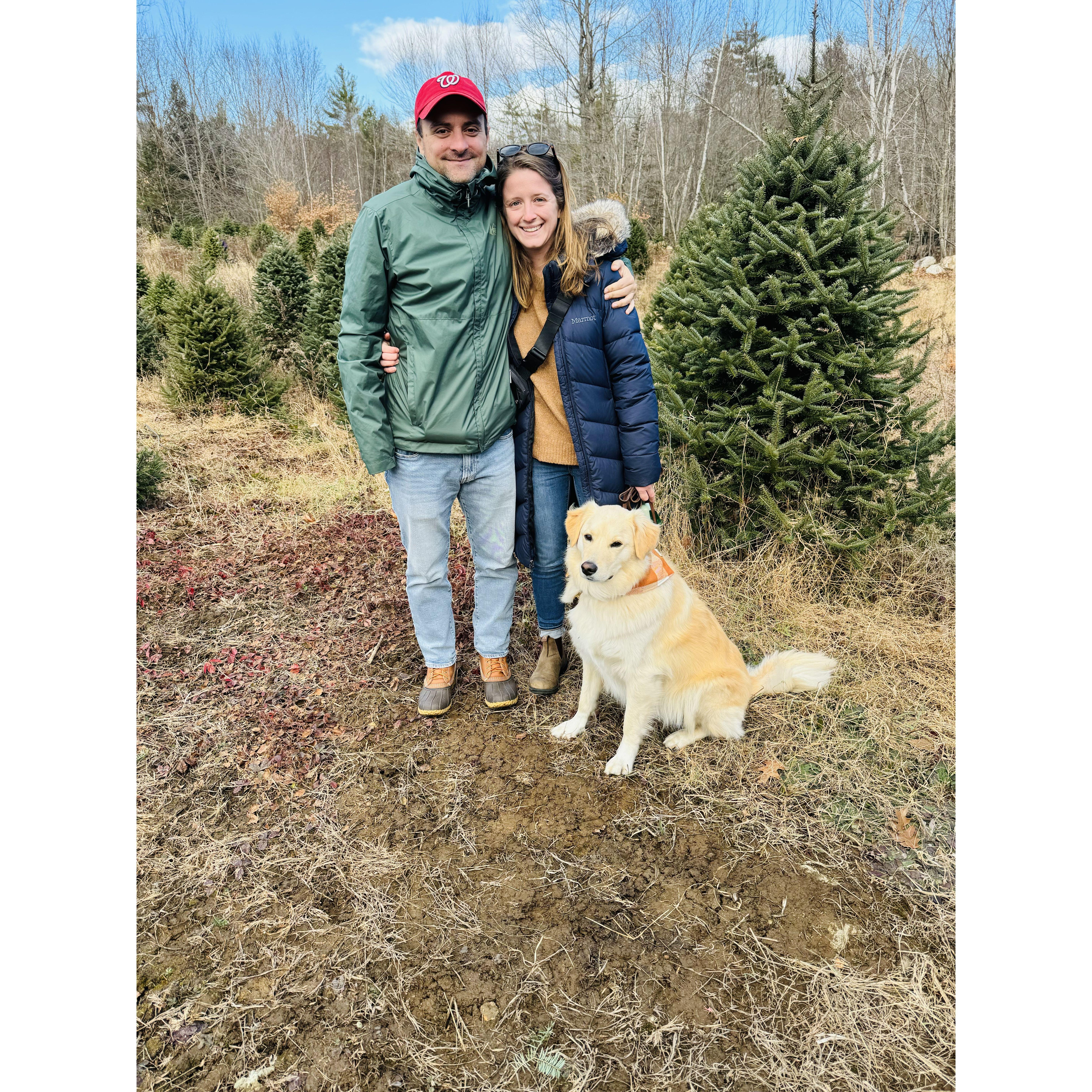 Cutting down the Christmas tree in Maine