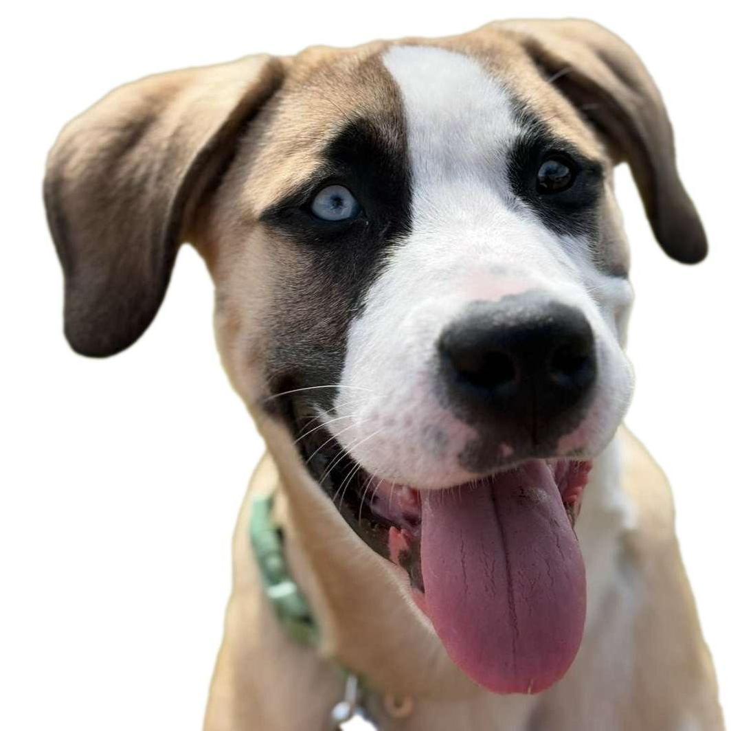 Bluemoon is excited for his parents to say I DO too!