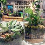 Ephemera - Plants, Terrariums and Comics