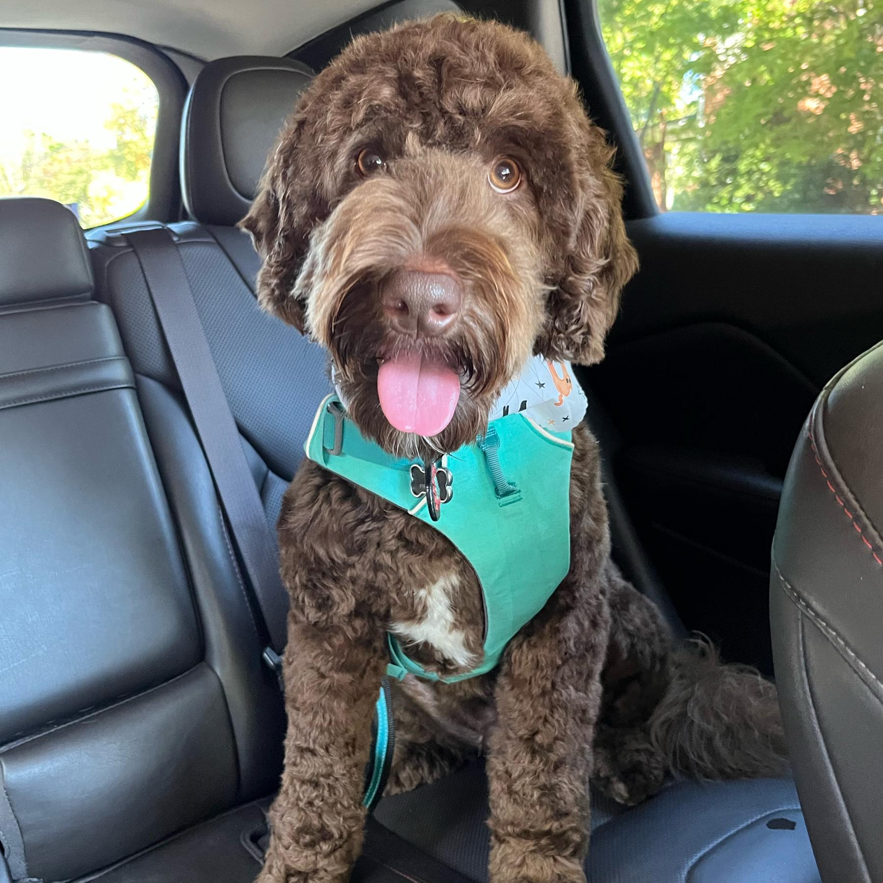 Treats Fund for Mr. Odo