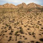 Joshua Tree National Park