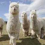 Hawk Ranch Farm Animals Tour