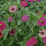 Zinnia’s Dinette