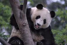 San Diego Zoo