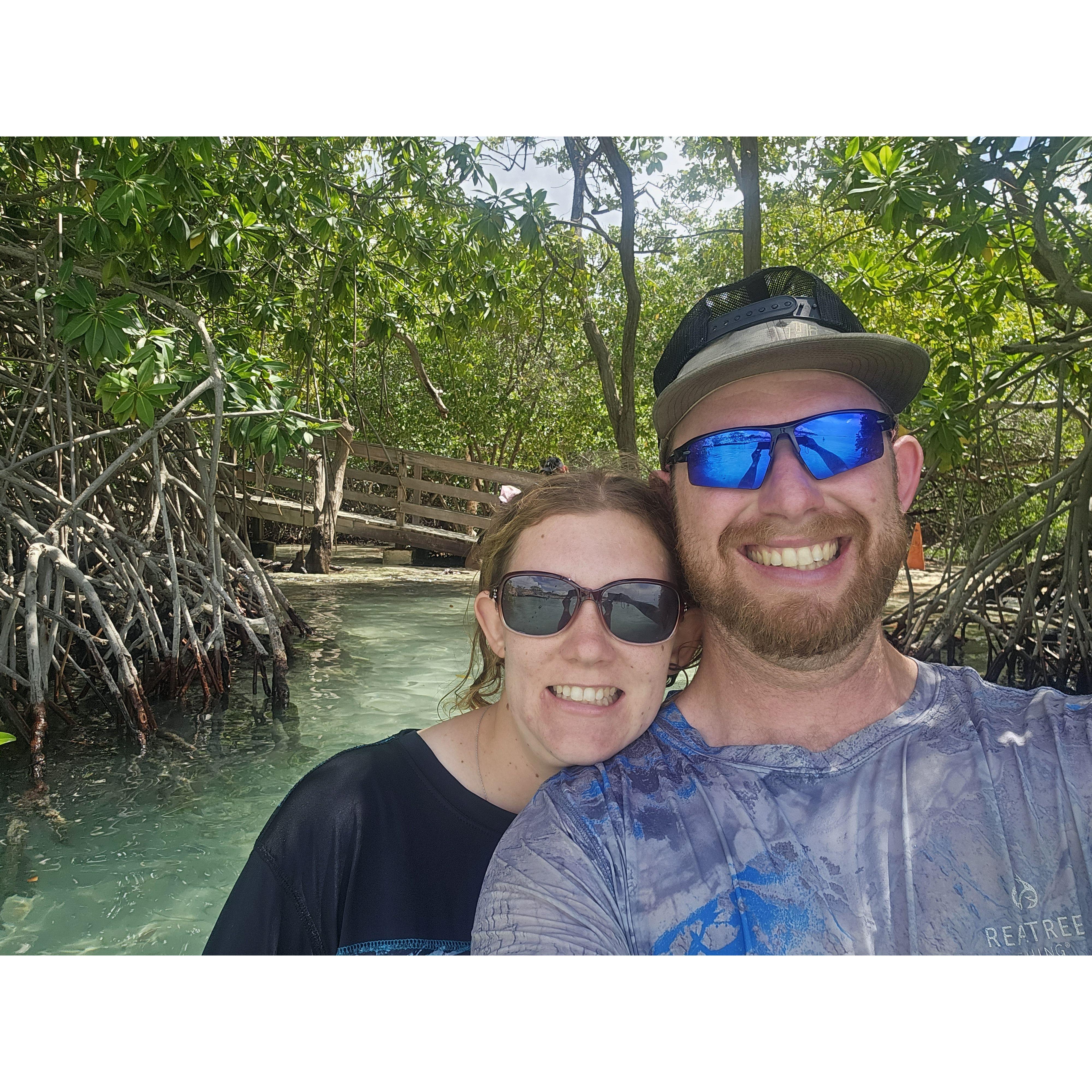 Mangroves in Aruba