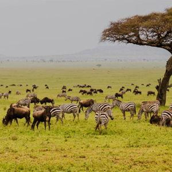 Honeymoon Fund: Serengeti @ Tanzania