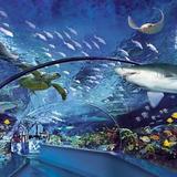 Ripley's Aquarium of Myrtle Beach