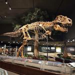 Museum of the Rockies