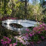 Magnolia Plantation and Gardens