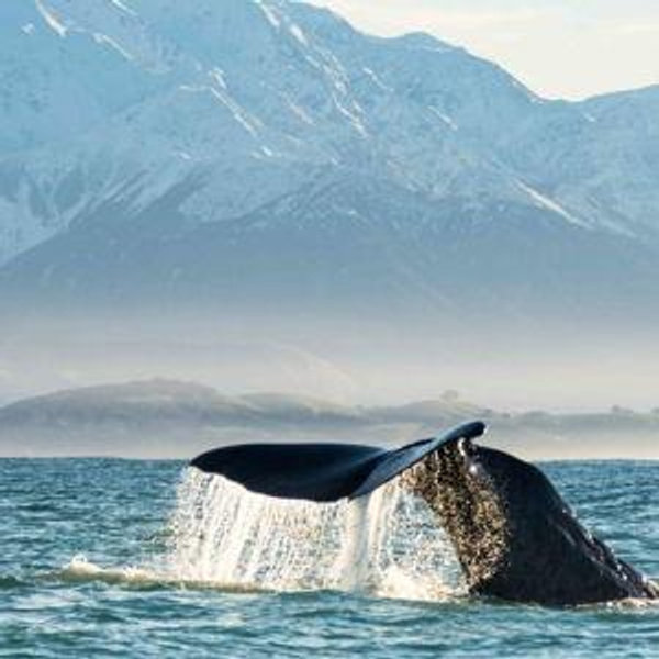 Whale Watching Tour in Auckland, New Zealand