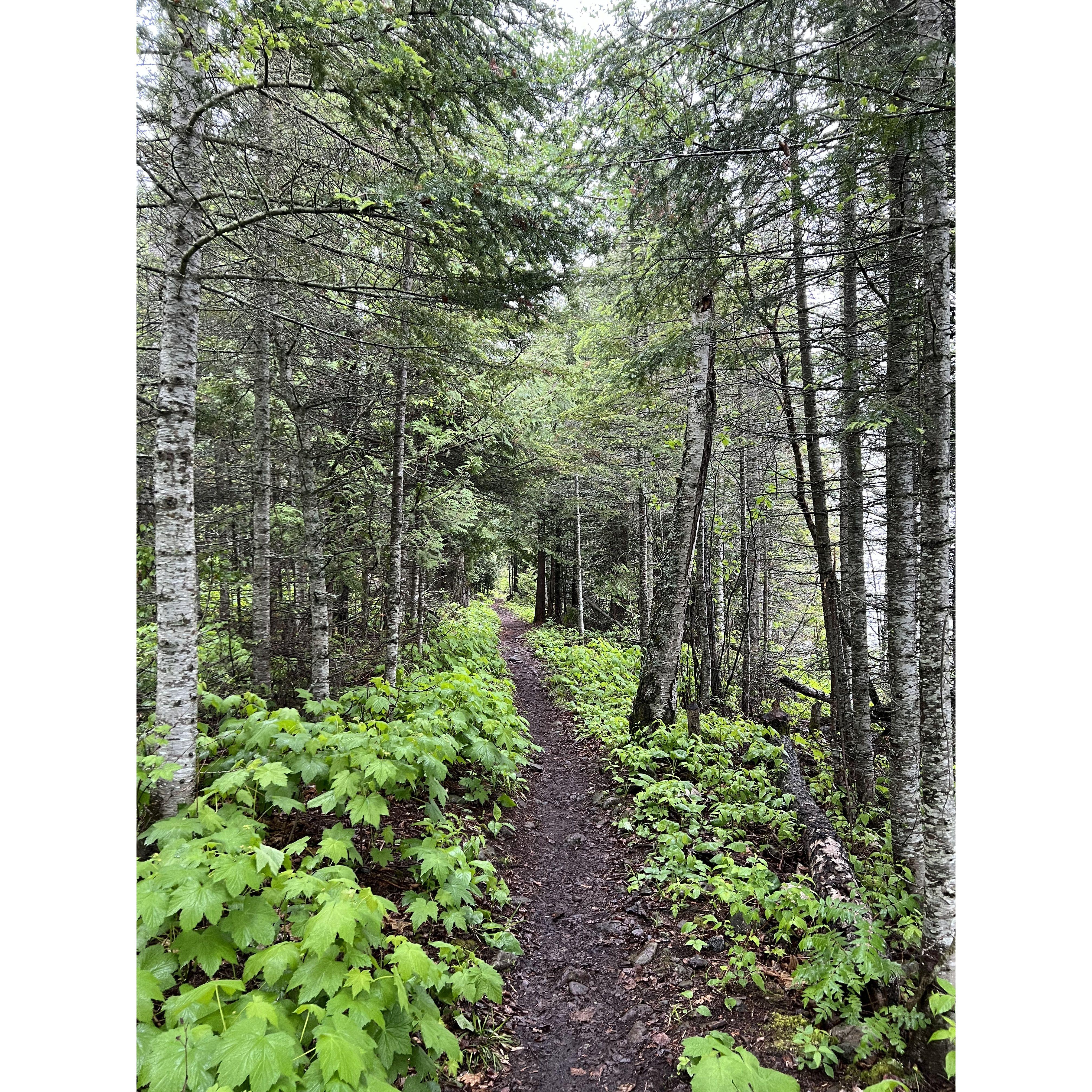 Hiking the beautiful island of Isle Royale National Park