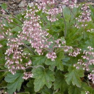 Coral Bells (4)