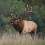 National Elk Refuge & Greater Yellowstone Visitor Center