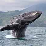 Whale & Dolphin watching