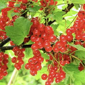 Currant Bushes