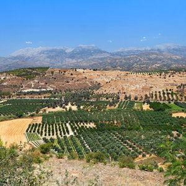 Olive Farm Lunch in Crete