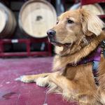 Becker Vineyards
