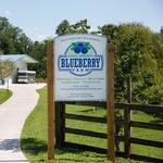 Cool Springs Blueberry Farm