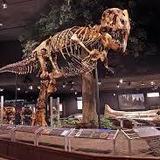 Museum of the Rockies