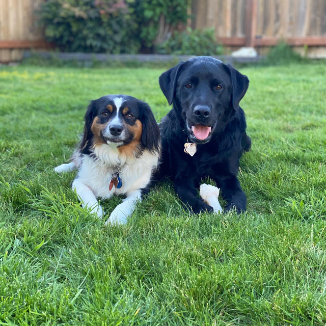 Pet Hotel For Our Wedding