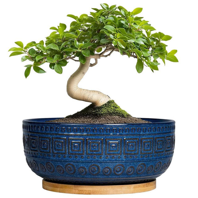 G EPGardening Bonsai Pots 8 Inch - Ceramic Succulent Pots, Round Planter for Indoor Plants, Modern Outdoor Planter with Drainage and Plant Saucer, Boho Home Decor, House Warming Gifts New Home, Blue