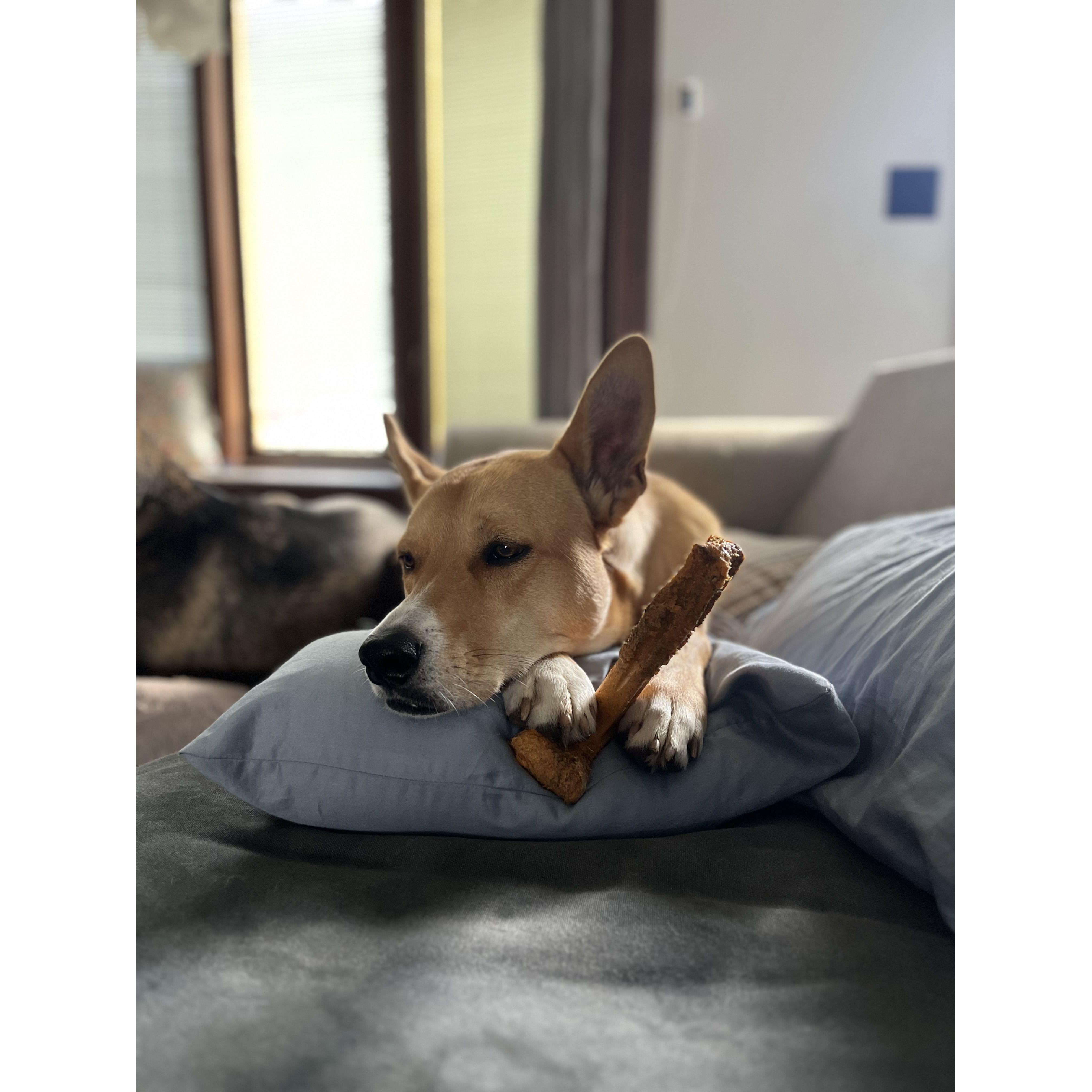 Ziva
