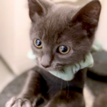 NEKO Cat Cafe Seattle