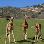 San Diego Zoo Safari Park
