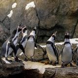 Wilder Institute/Calgary Zoo