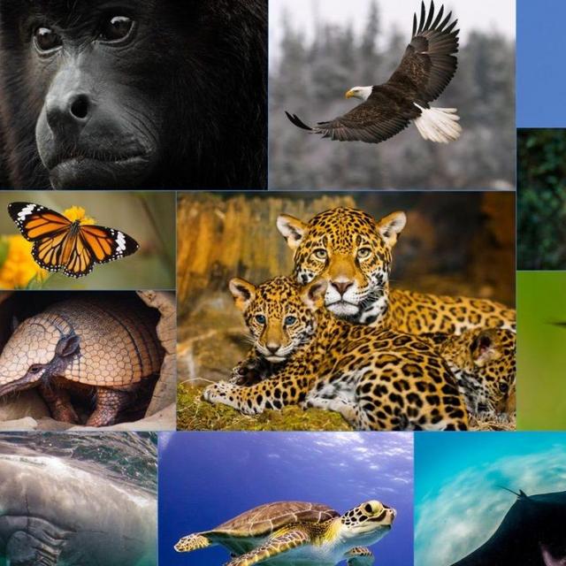 Donate to protect the Mayan Bioregion!