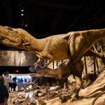Royal Tyrrell Museum